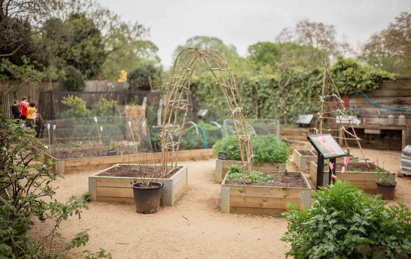 Planters in the Allotment Garden