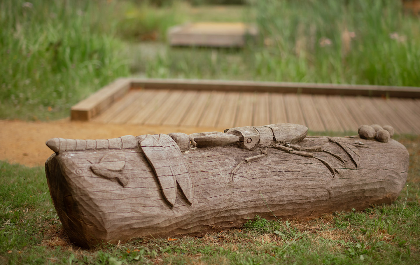 Log with carved insects
