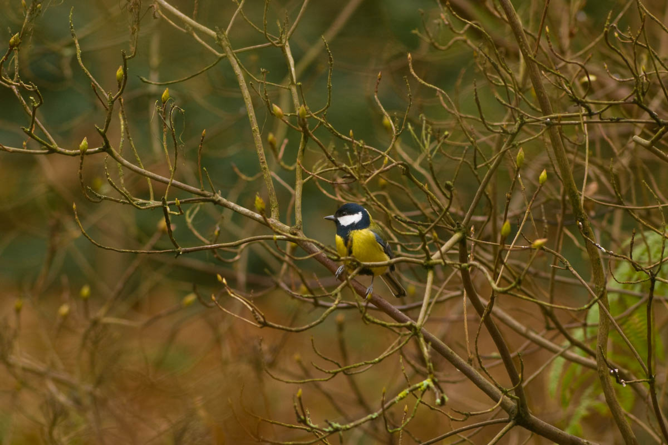 Great tit bird in the trees of Richmond Park in autumn