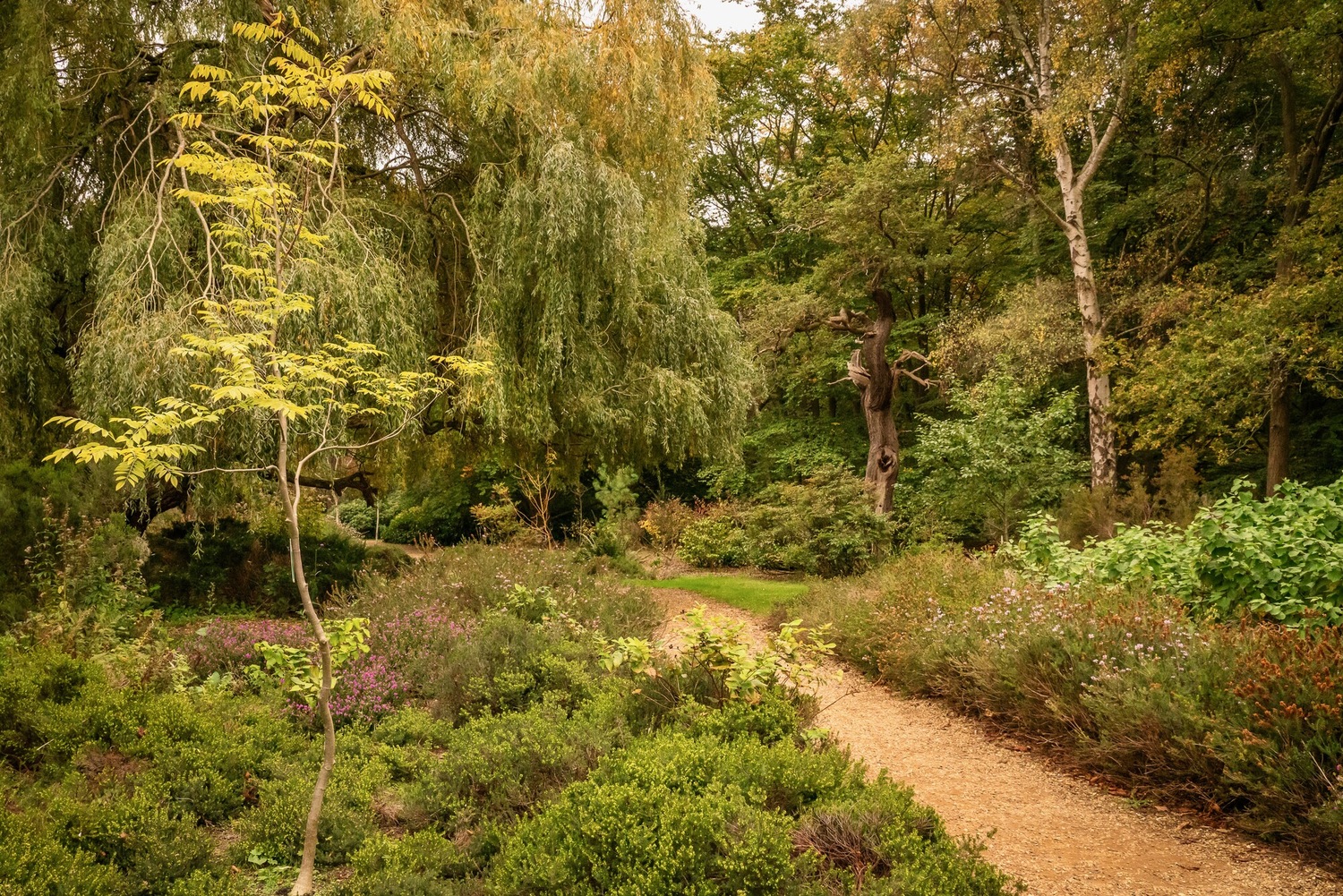 Landscape of Isabella Plantation in autumn