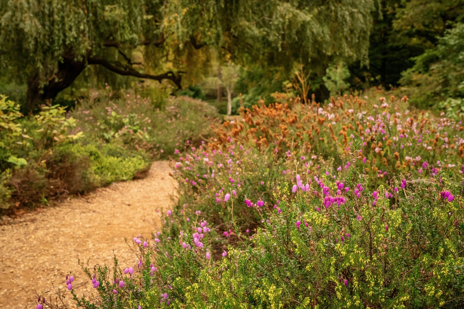 Isabella Plantation in autumn