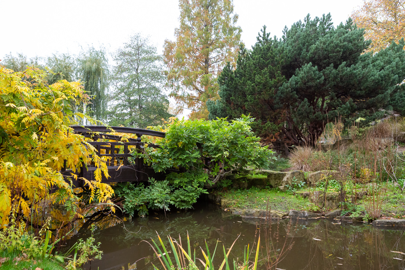 Japanese Garden Queen Mary's Gardens The Regent's Park autumn