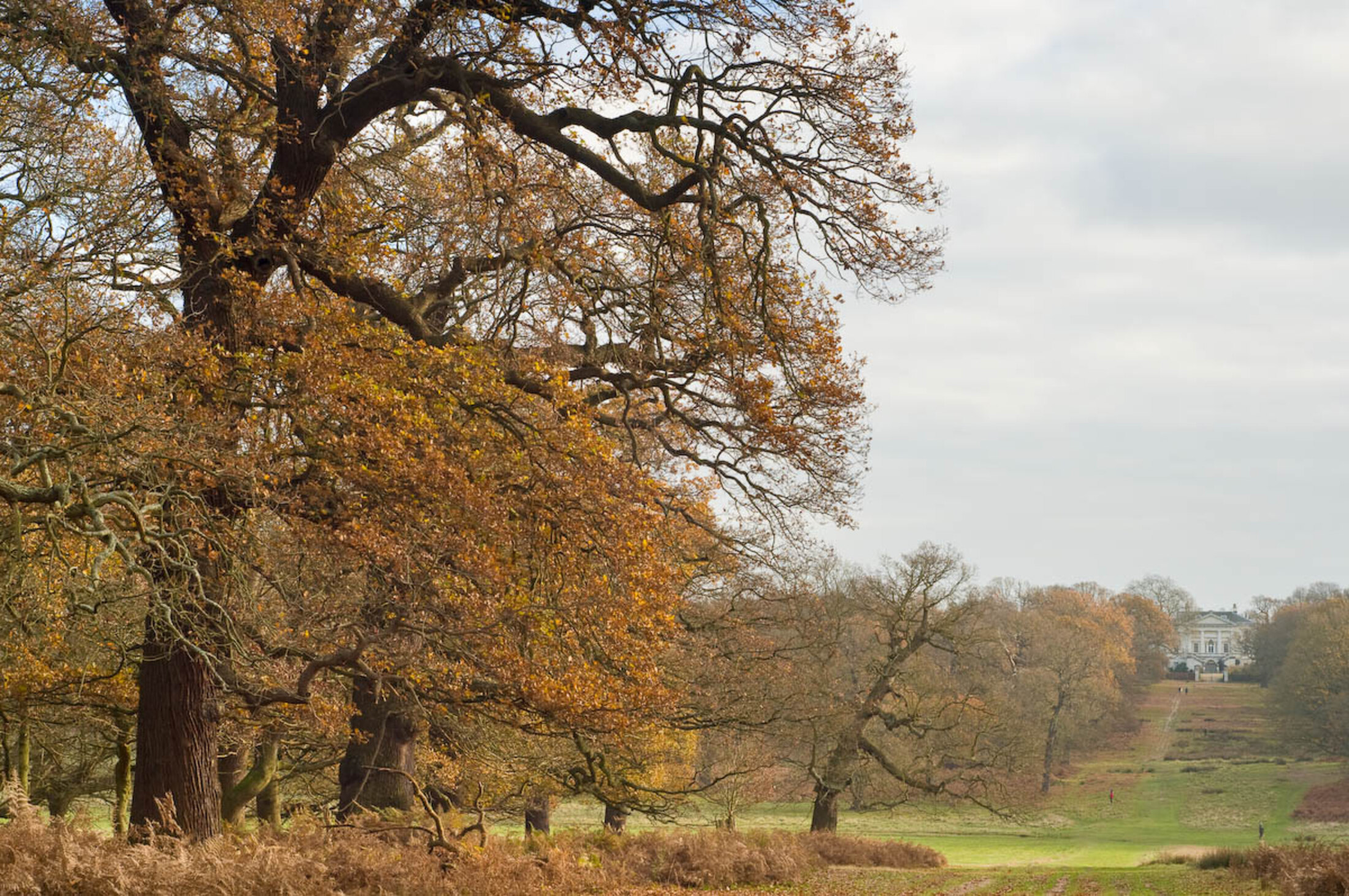 Queen's Ride with view up to White Lodge in Richmond Park in autumn