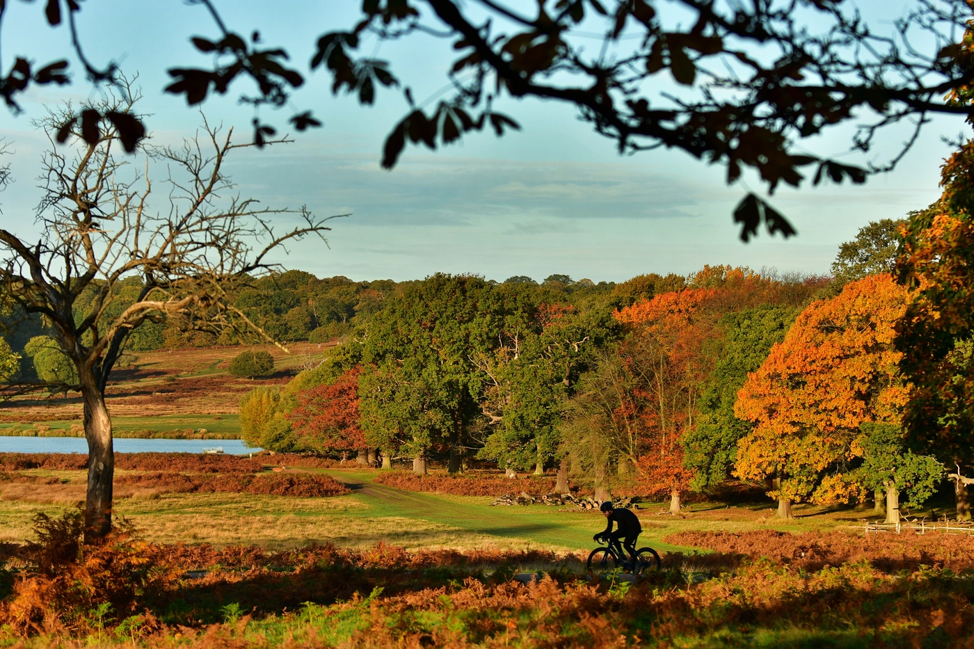Richmond Park landscape in autumn