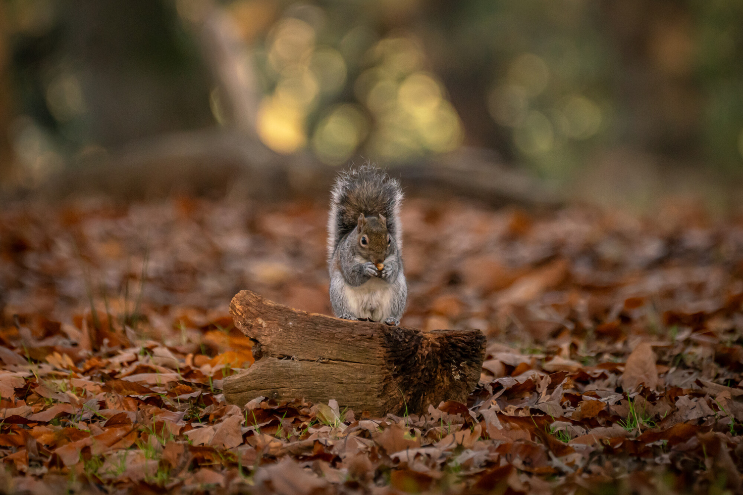 Squirrel in Richmond Park in autumn