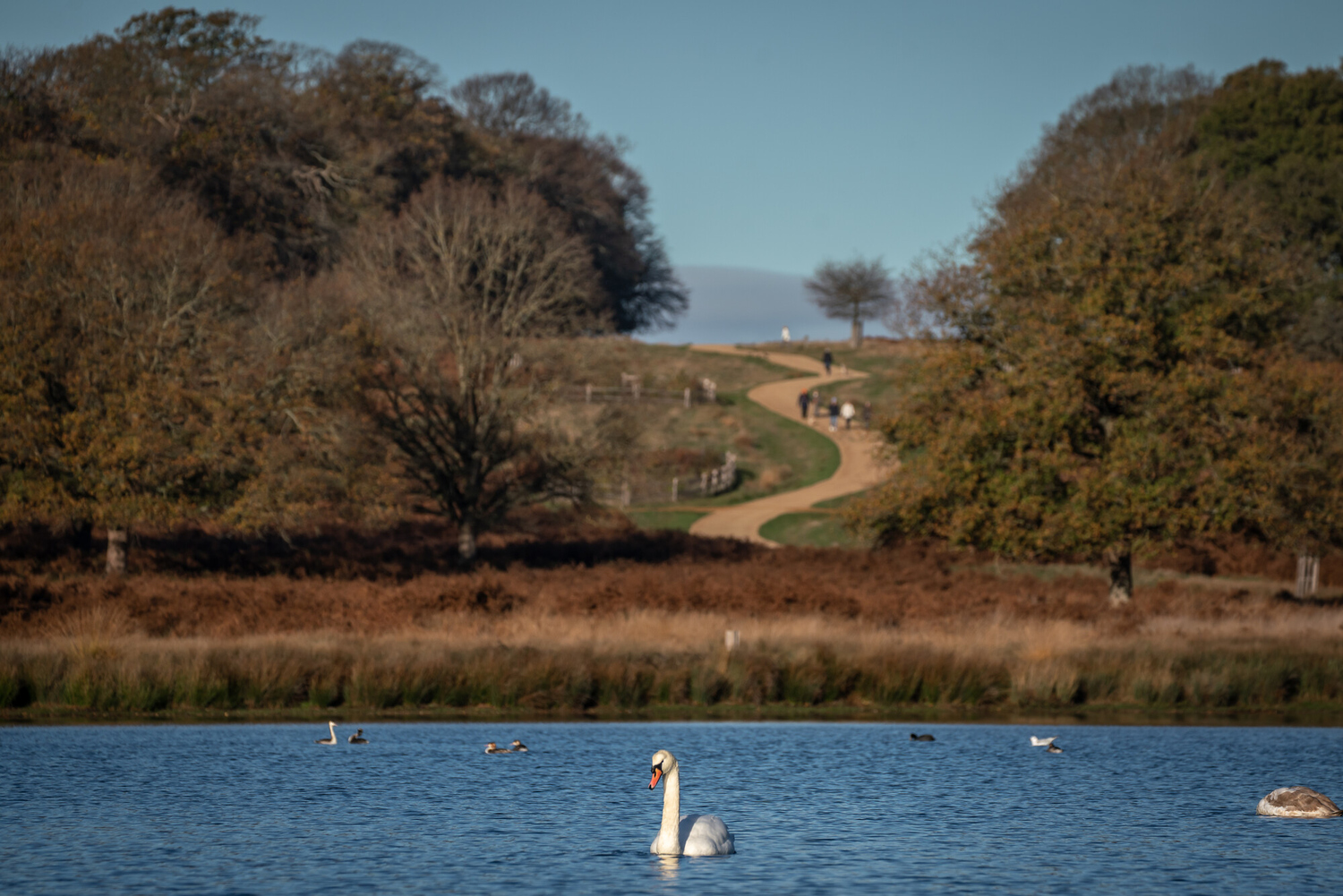 Swan in Richmond Park in autumn