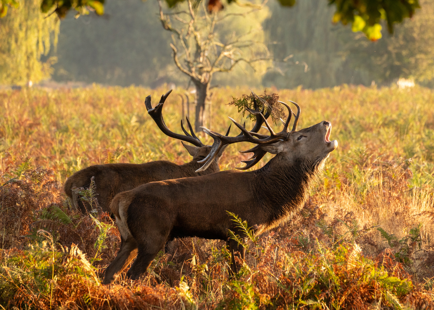 Bellowing stag in autumnal Bushy Park