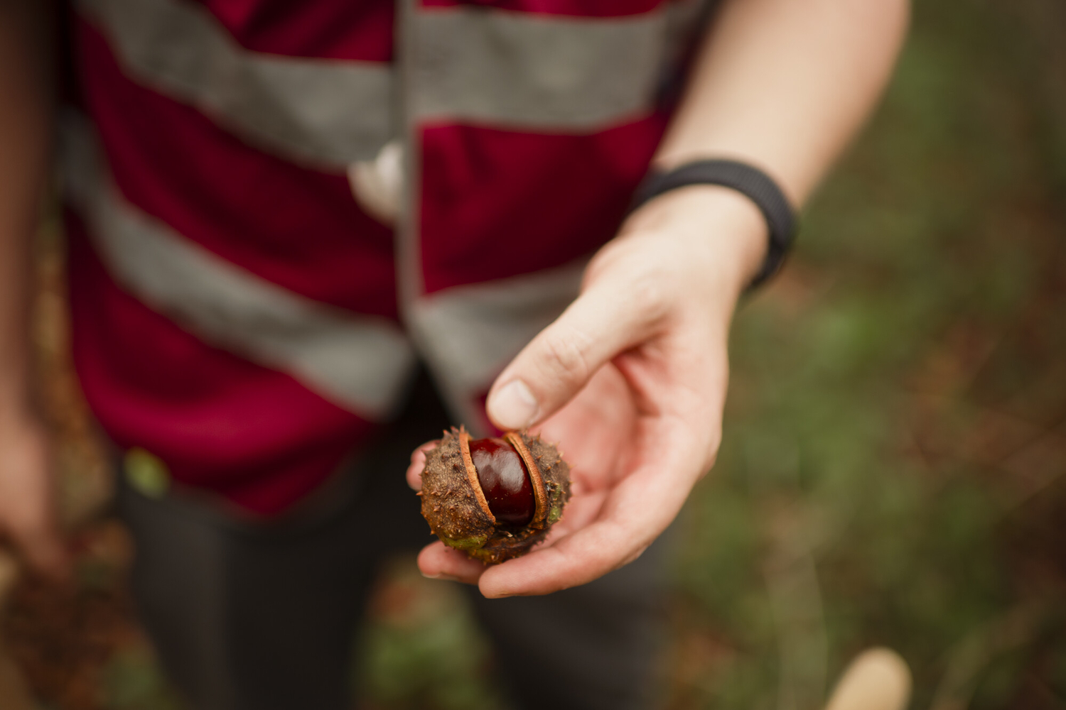 Chestnut being held by park volunteer