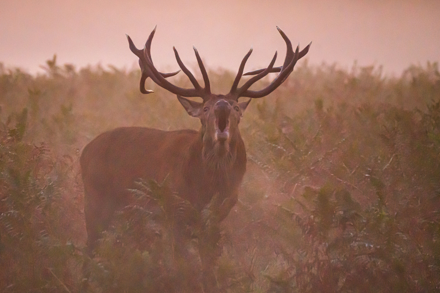 Deer bellowing in Bushy Park in the fog