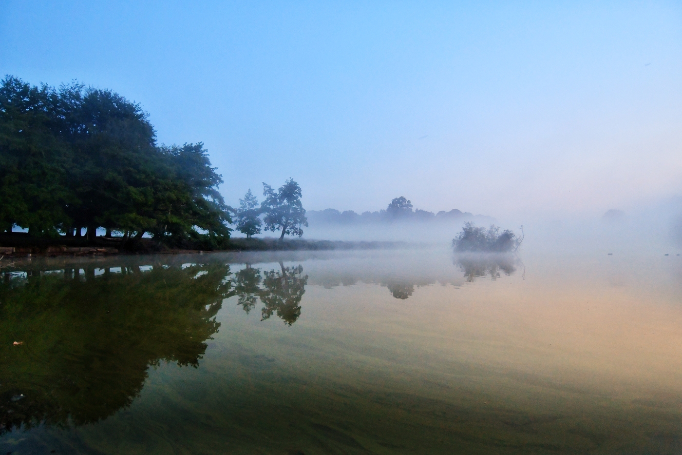 Early morning fog in Richmond Park