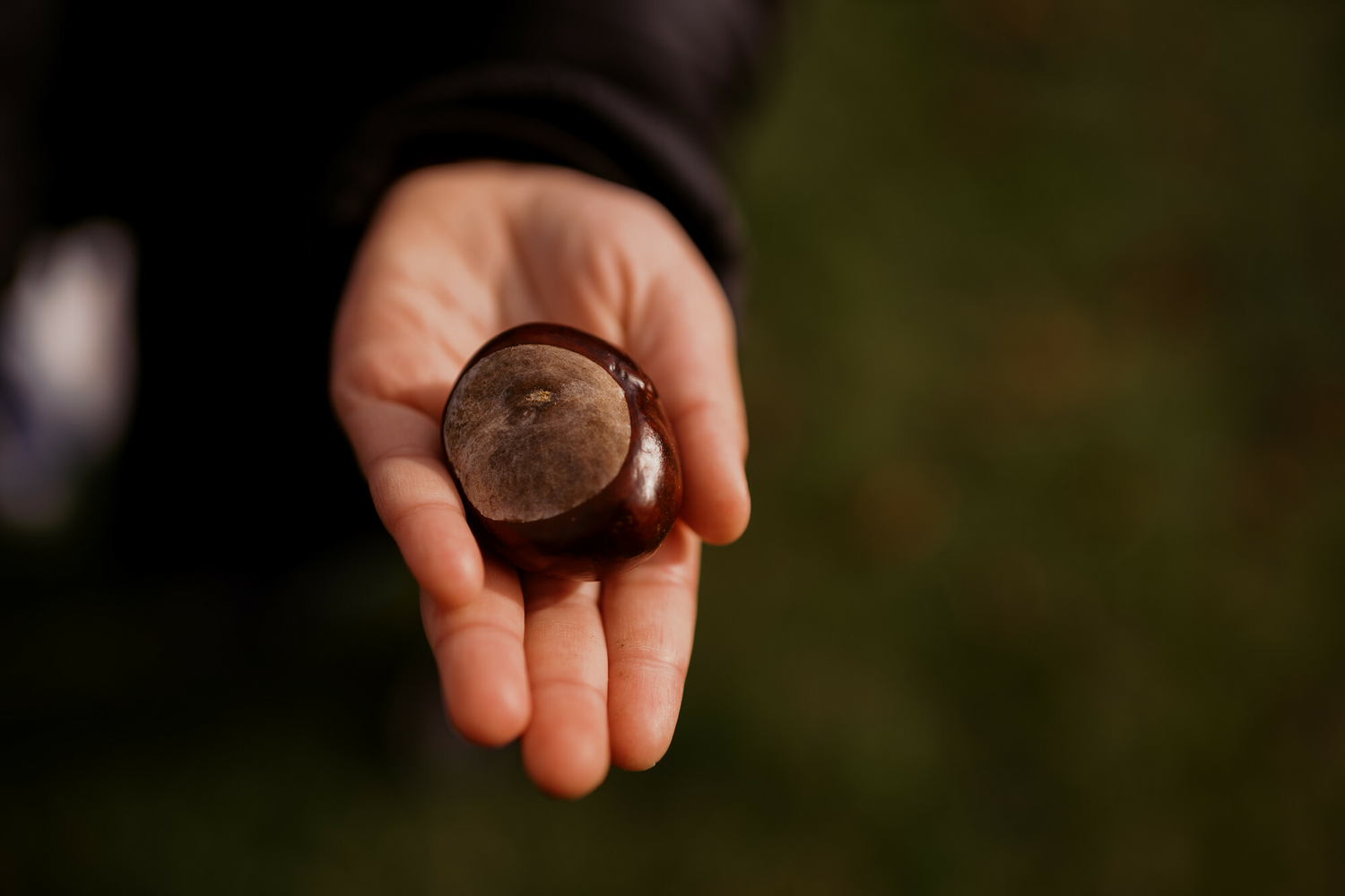 Holding a chestnut