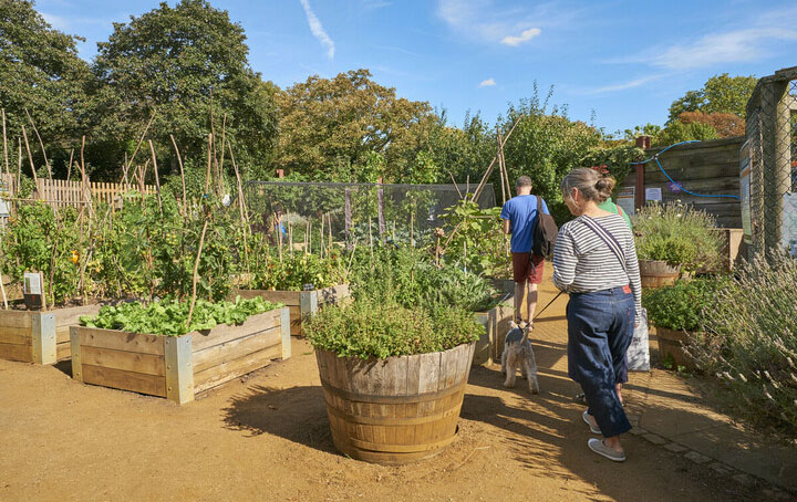 Kensington Gardens' allotment