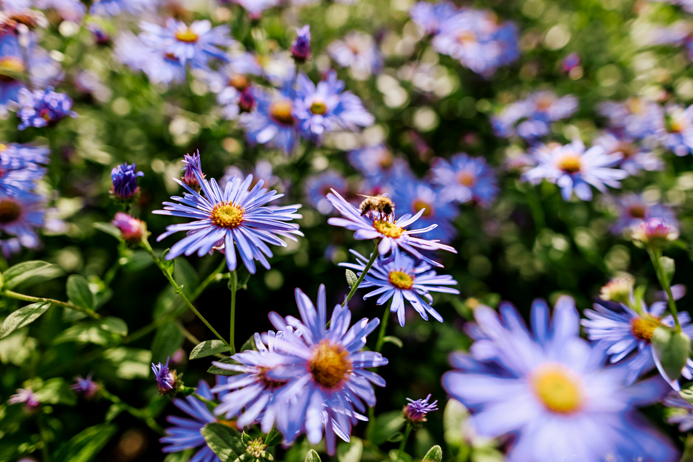 Michaelmas daisies and bee in Greenwich Park