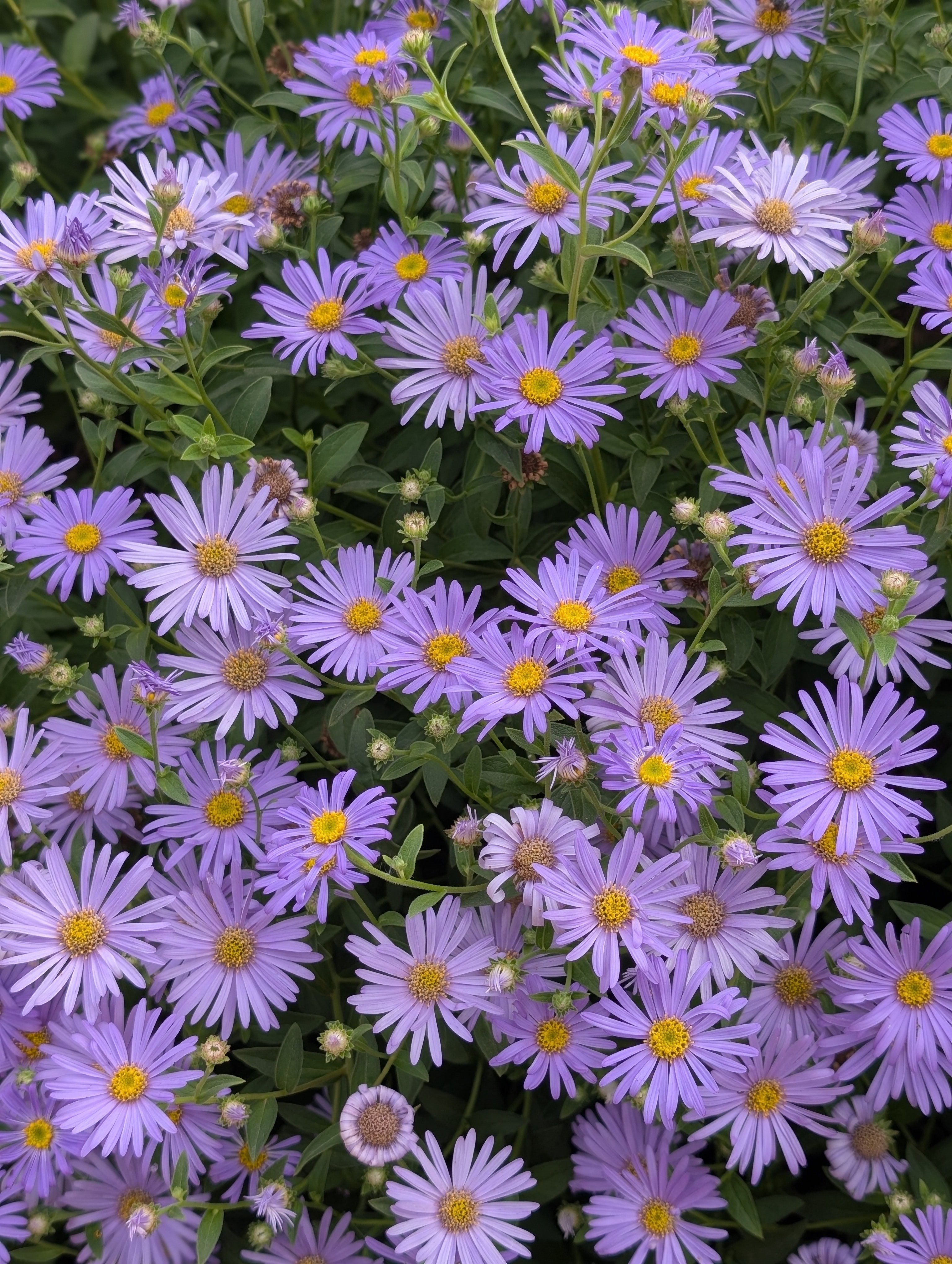 Michaelmas daisies in Greenwich Park Rose Garden