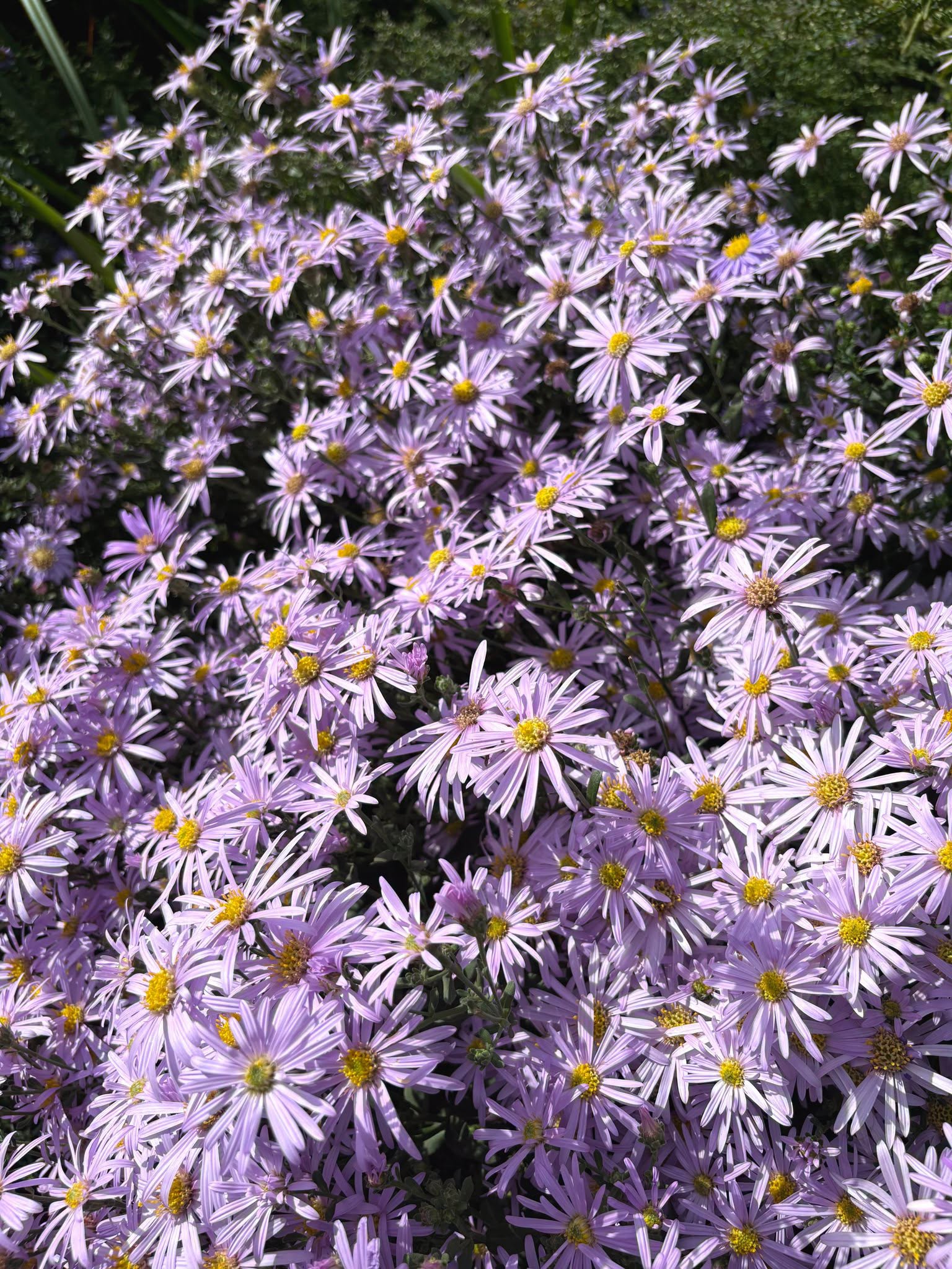 Michaelmas daisies in Hyde Park