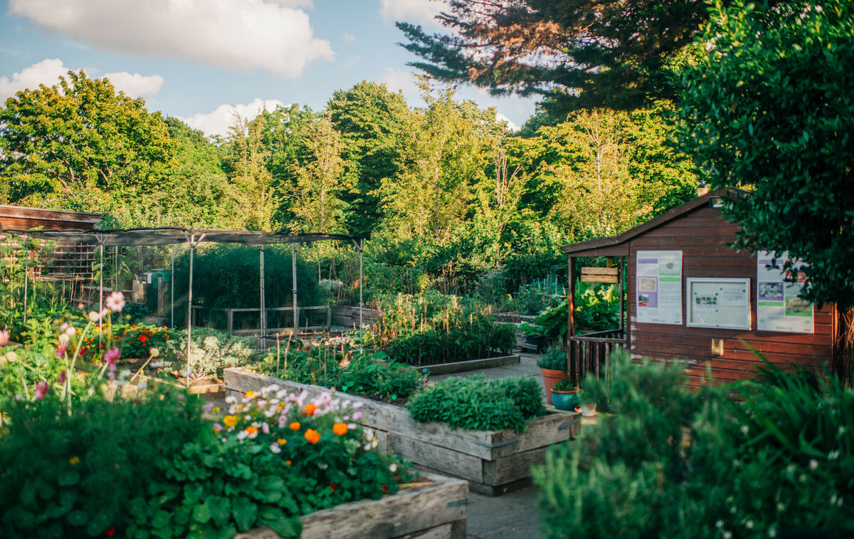 The Regent's Park allotment garden