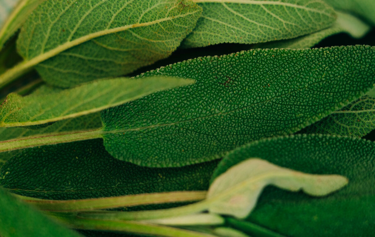 Close-up of sage leaves