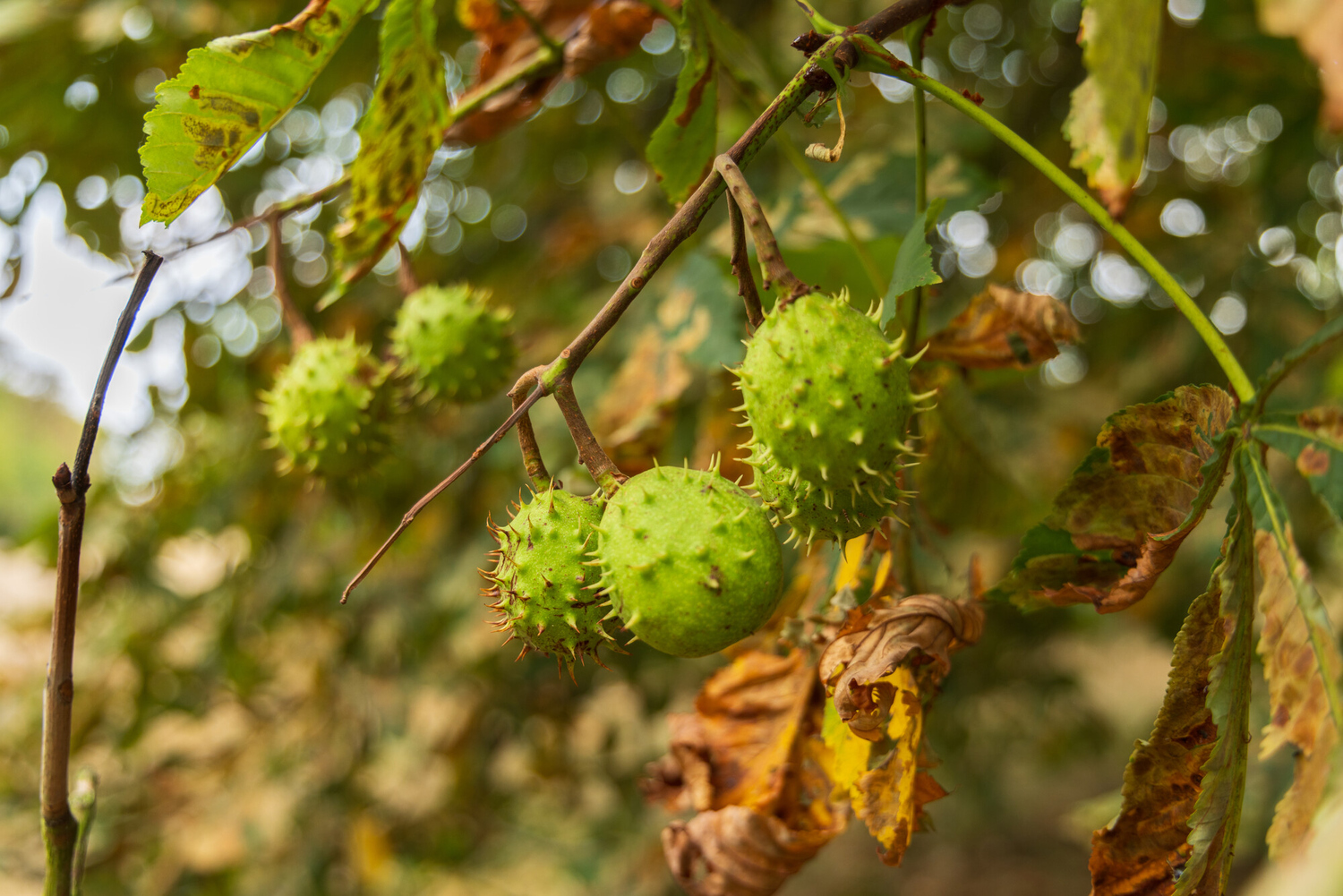 Spiky seed pod of horse chestnut tree