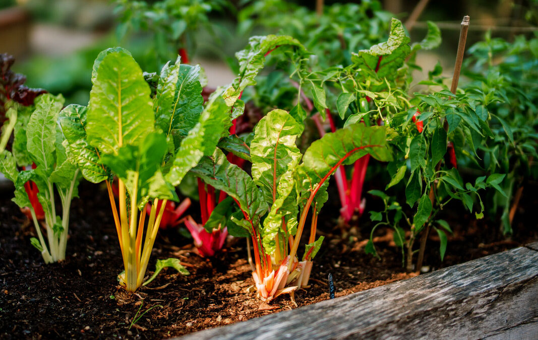 Swiss chard
