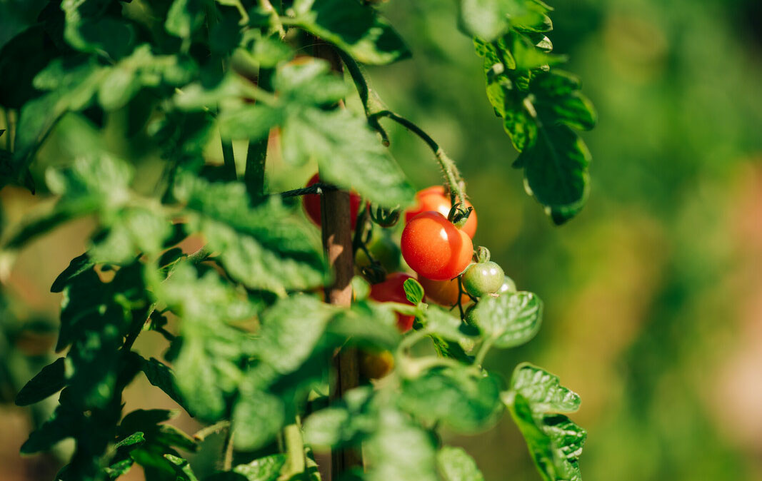 Bright red tomatoes
