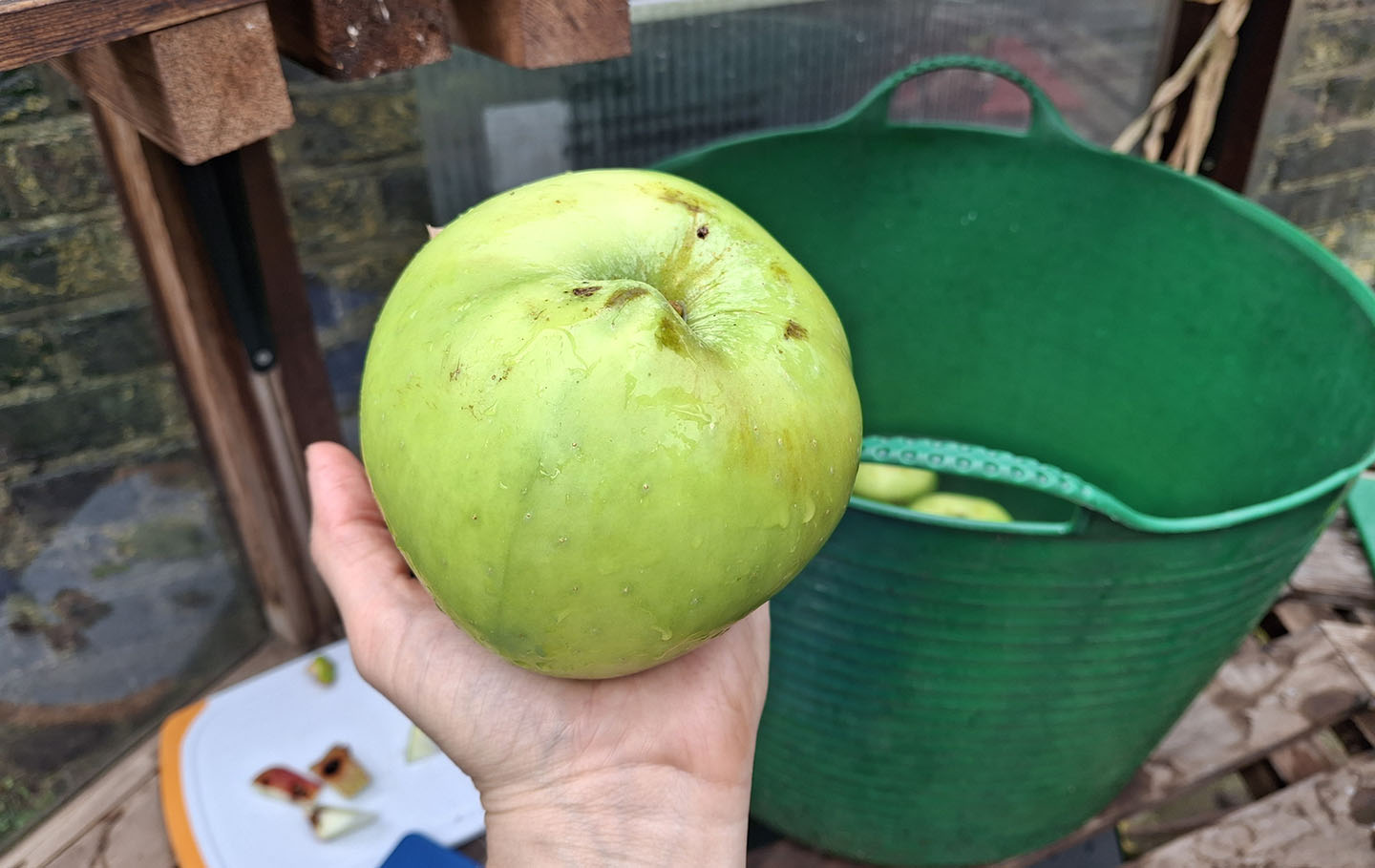 Large apple from the Queen's Orchard
