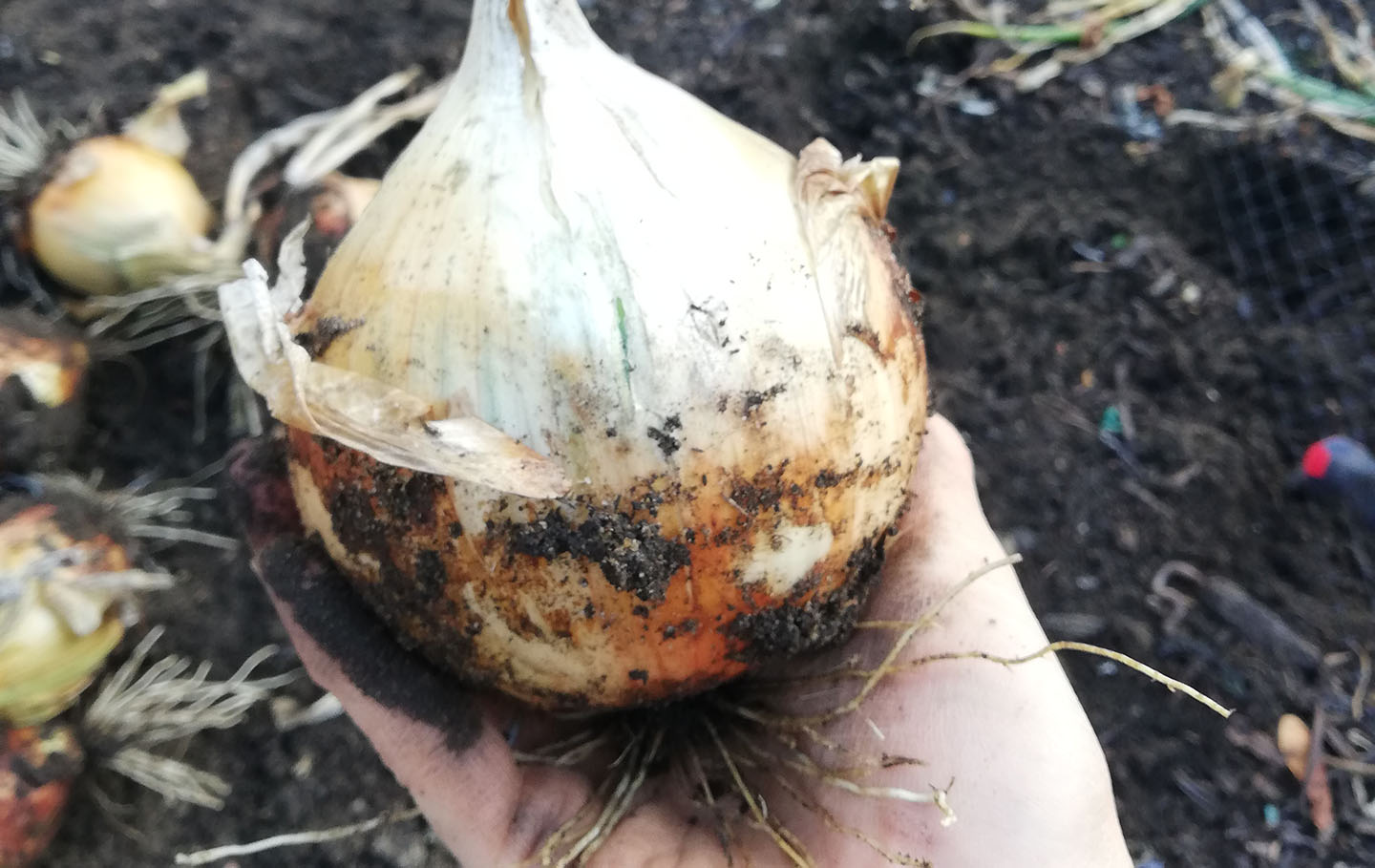 Freshly cultivated onion
