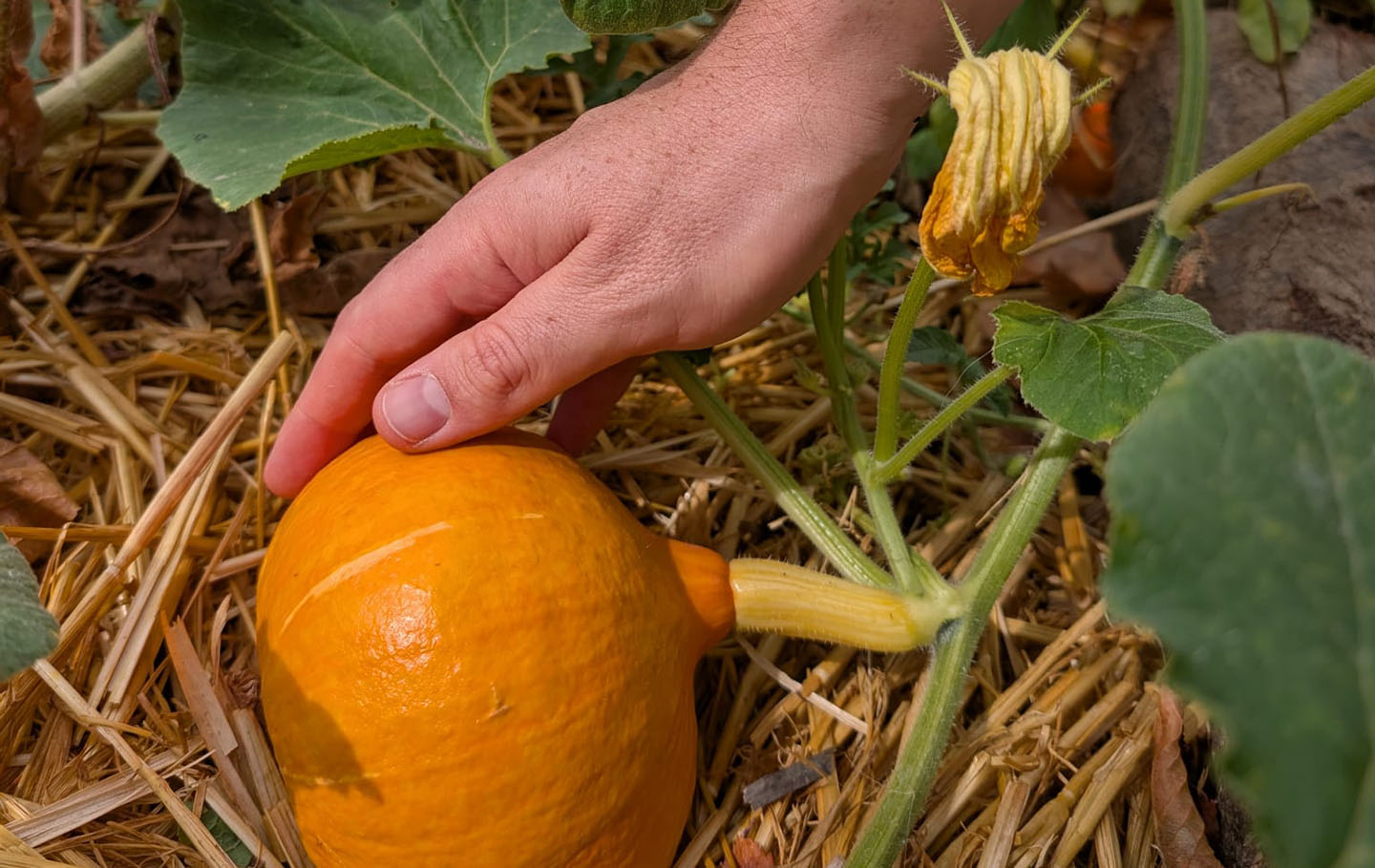 Freshly grown squash