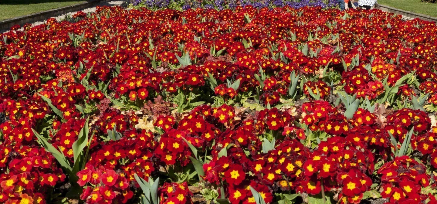 The Avenue gardens