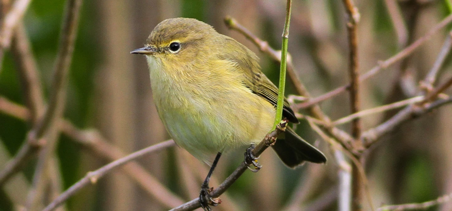 Chiffchaff
