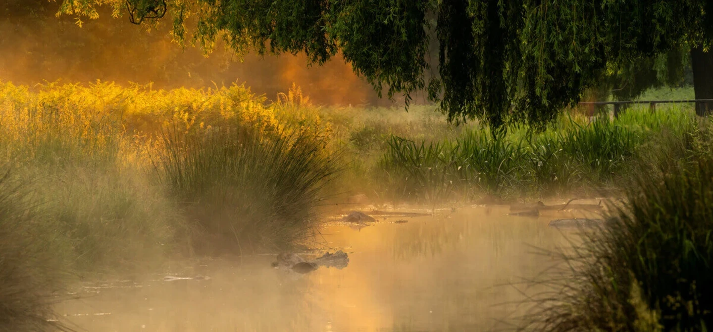 Bushy Park at sunrise