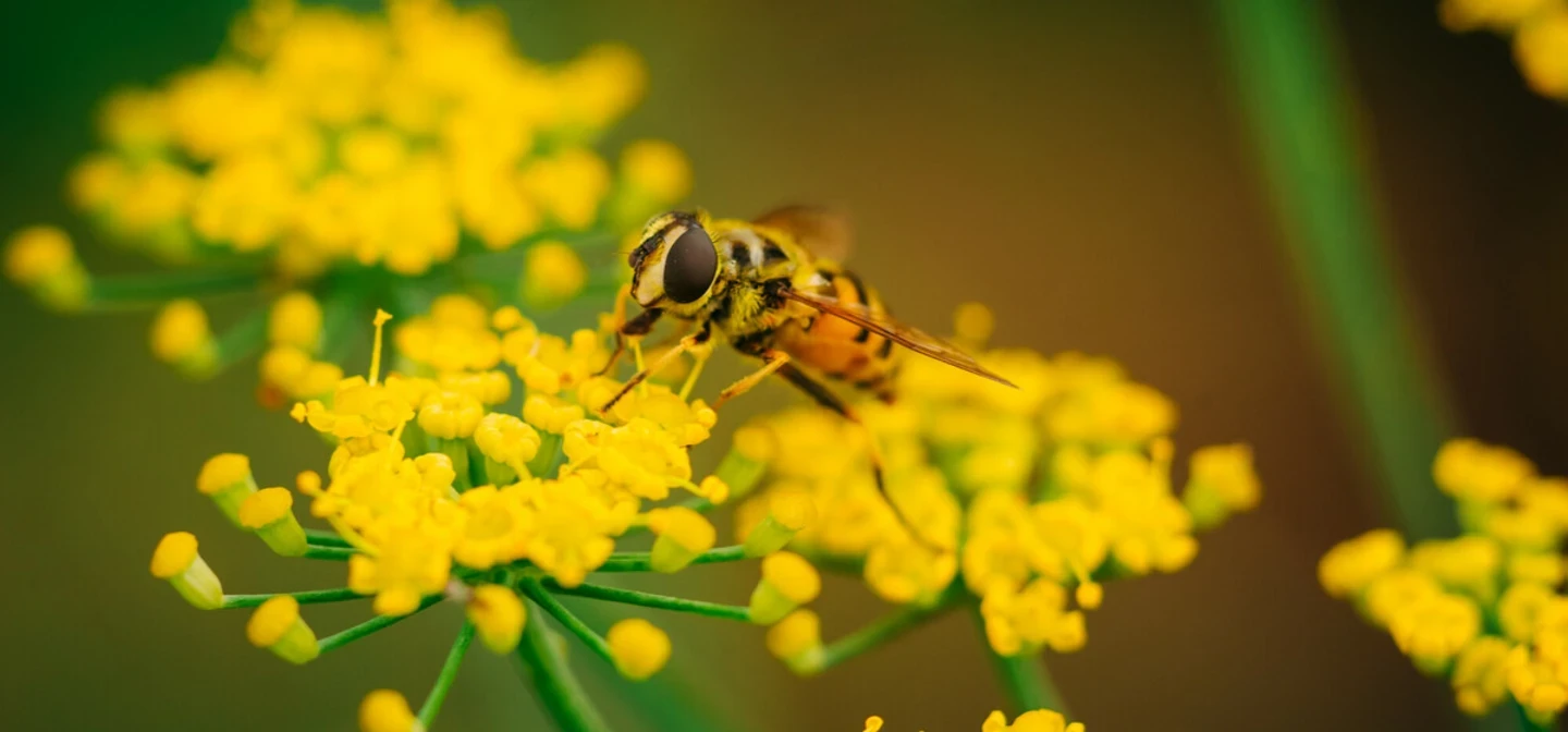 Bumblebee nature image 