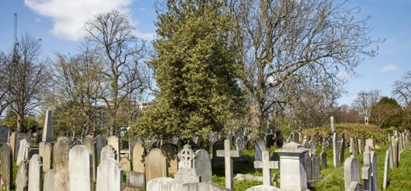 View of a Holly tree
