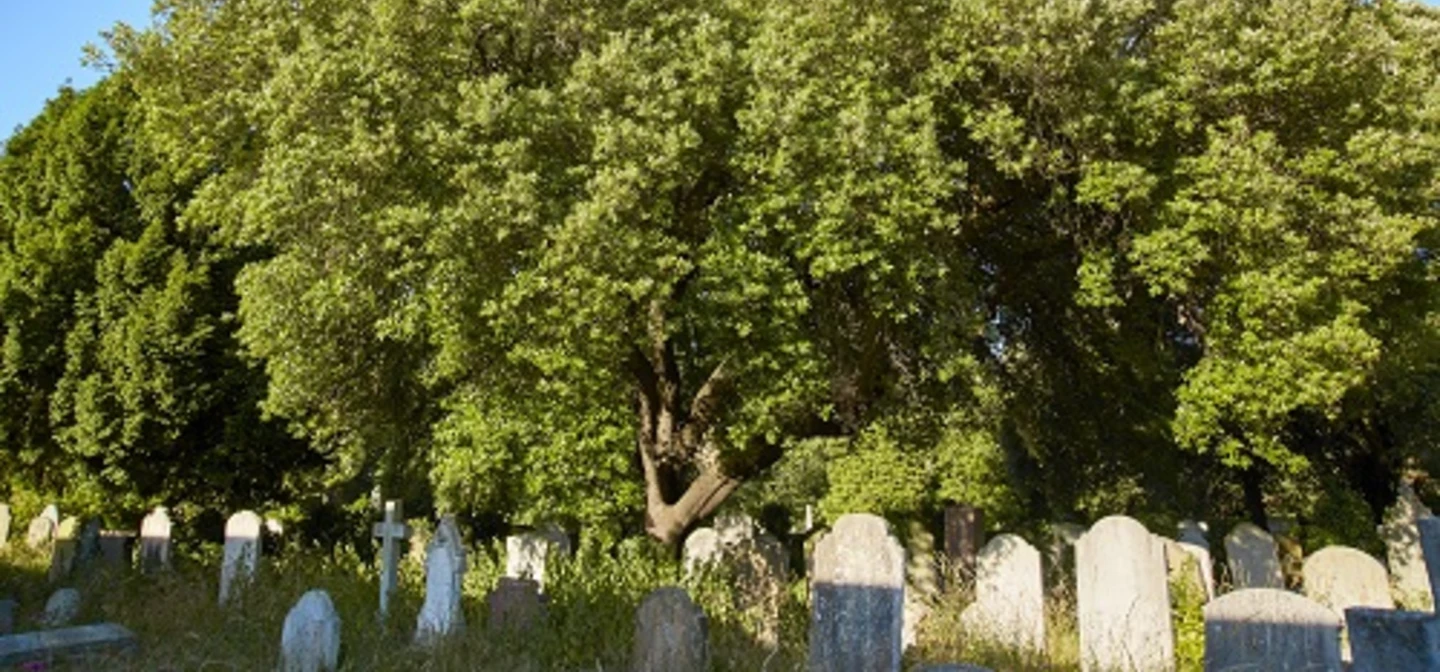 A holm oak in Brompton cemetery.