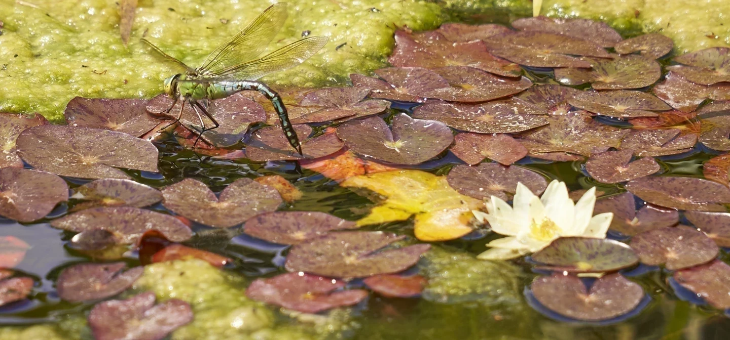 A dragonfly on a pond