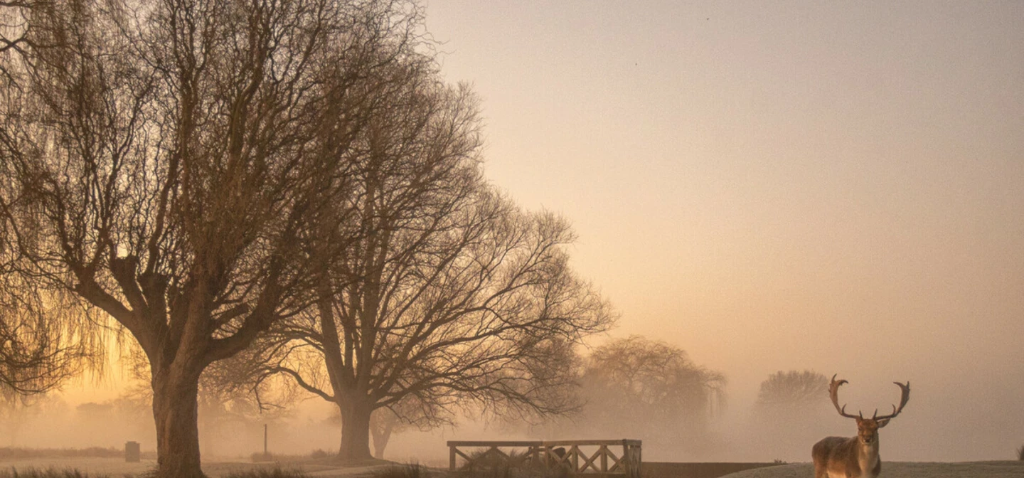 Deer in Bushy Park in winter