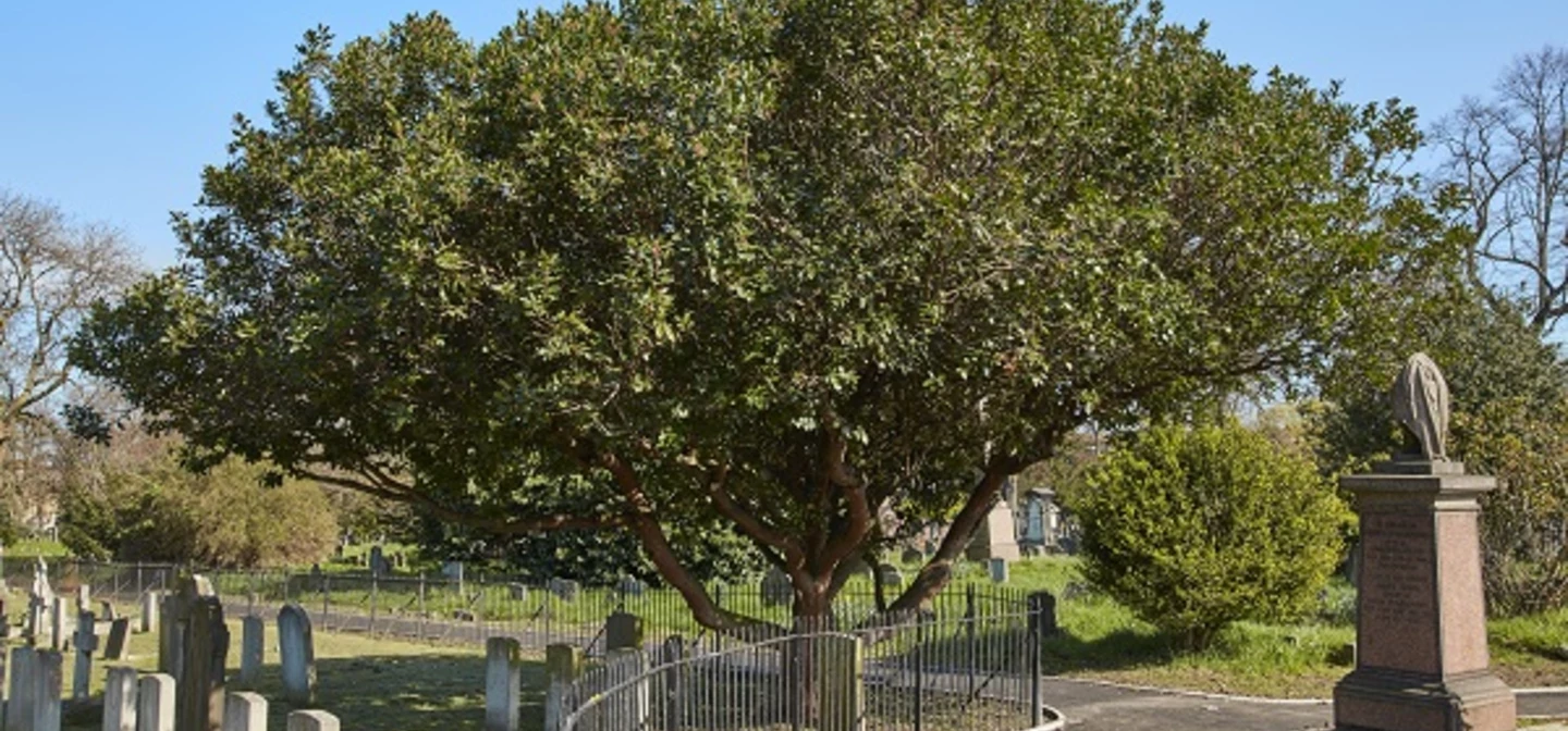 Strawberry tree in Brompton Cemtery
