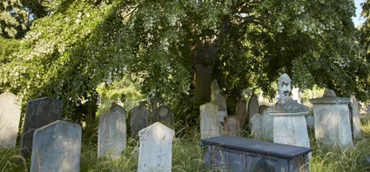 Weeping lime view