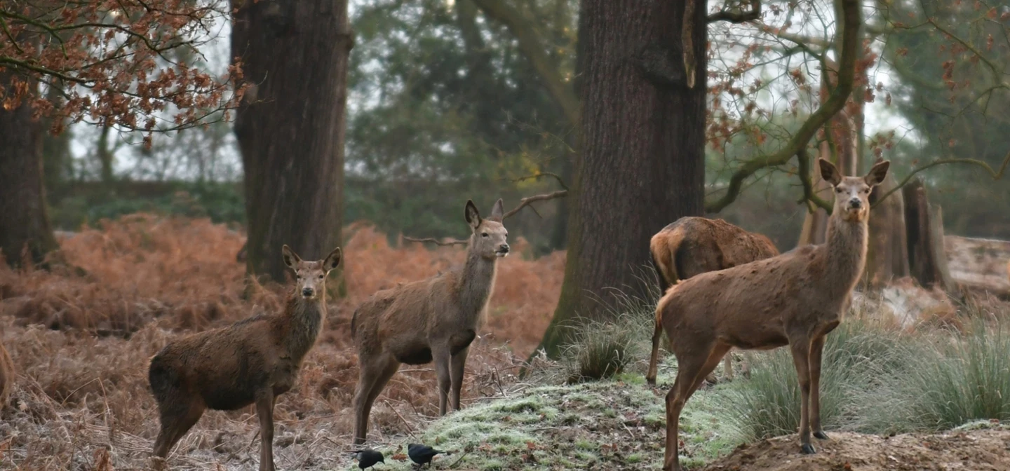 Deer in Richmond Park in winter