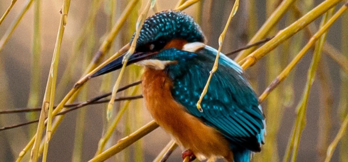 Kingfisher