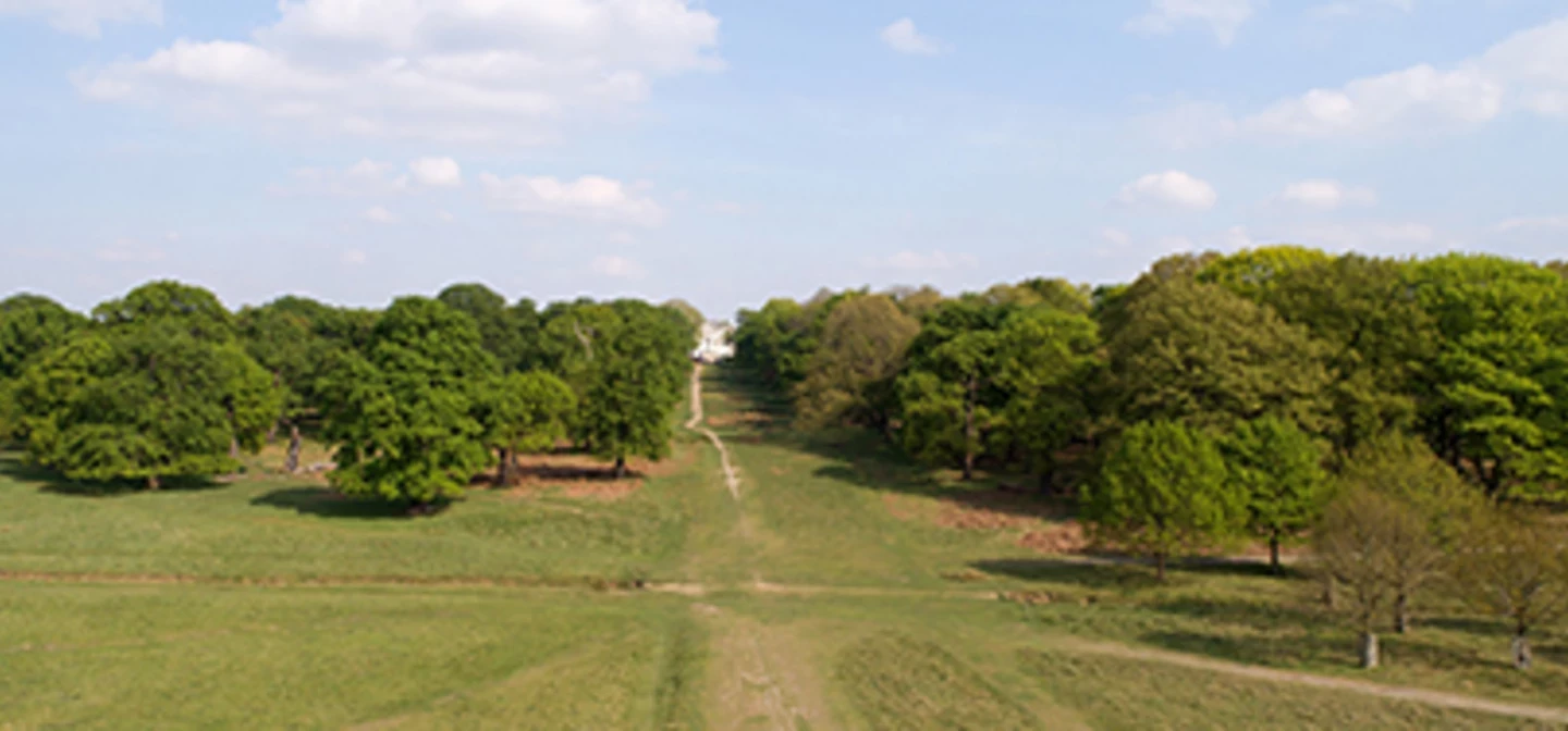Summer trees in Richmond Park
