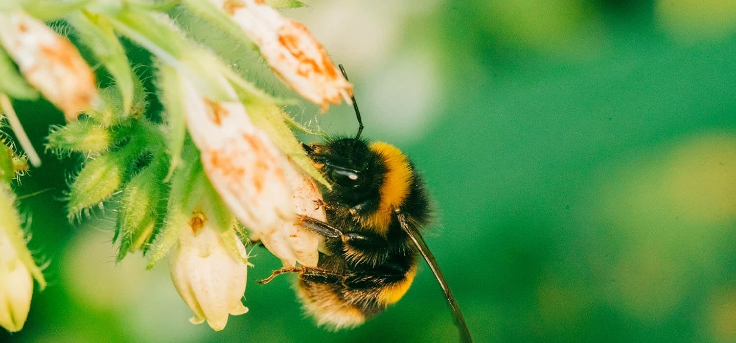 A picture of a Queen Bumblebee on a flower