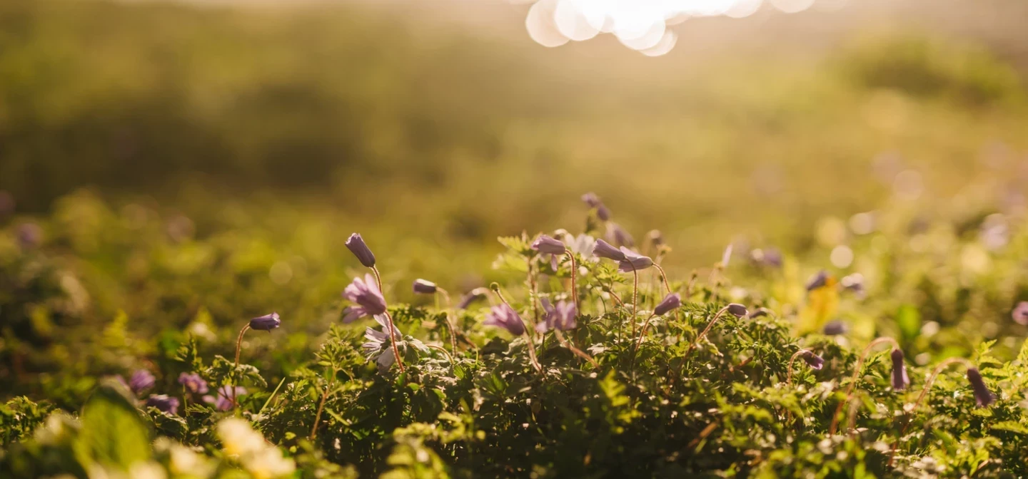 Small budding purple crocus flowers on mossy grass