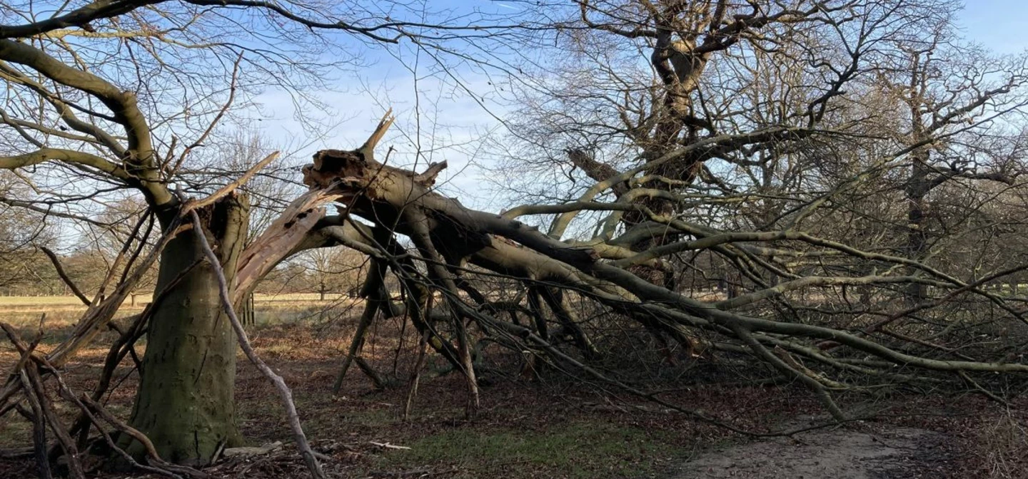 A fallen tree