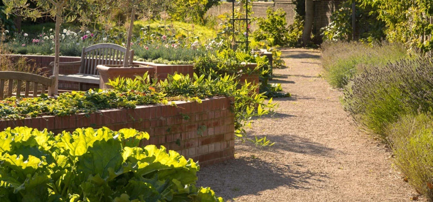Queen's Orchard allotment in spring