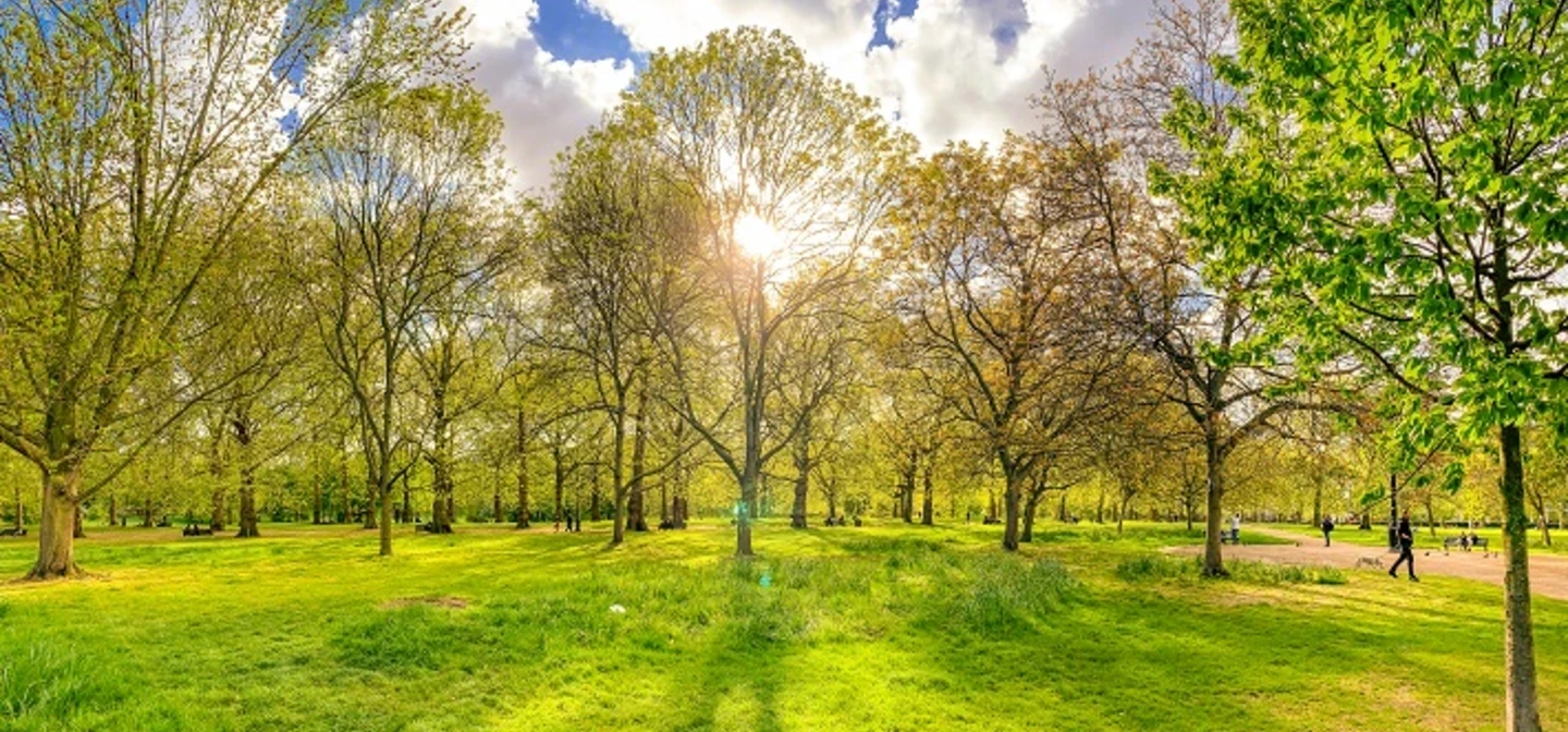 Sunshine through the trees