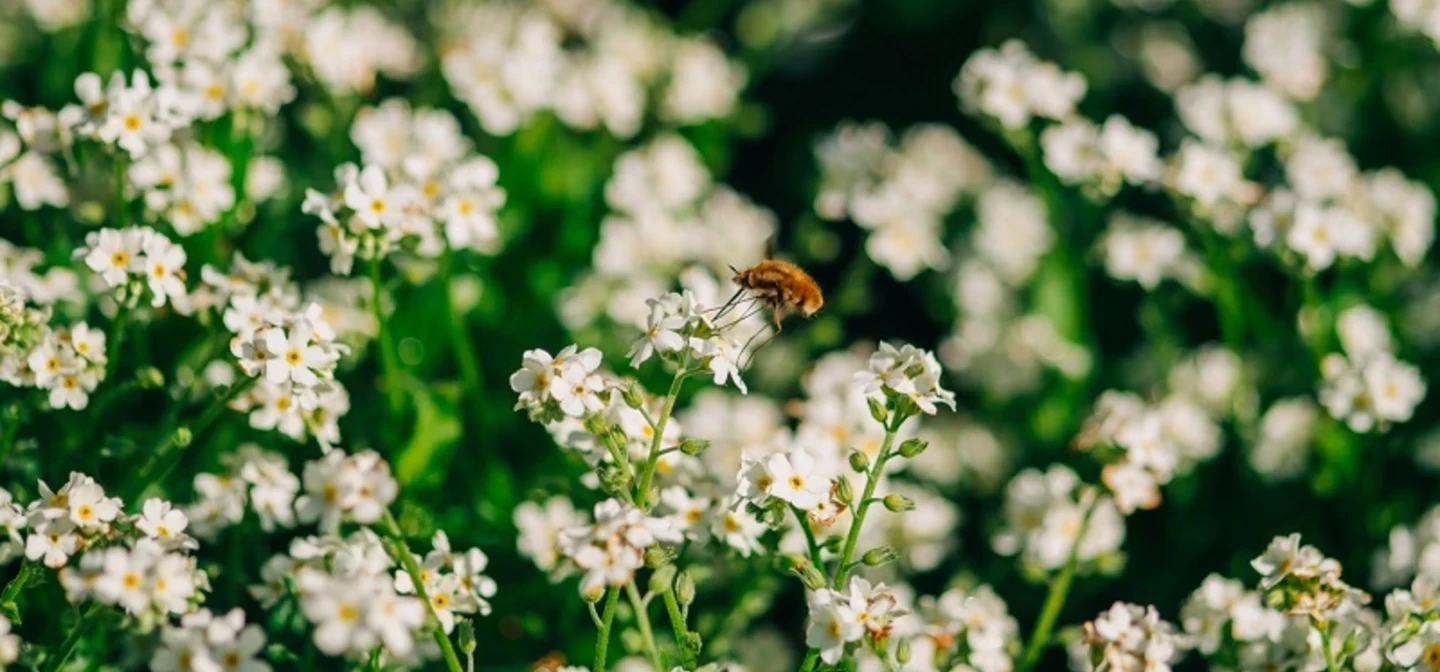 Flowers of St. James's Park in spring