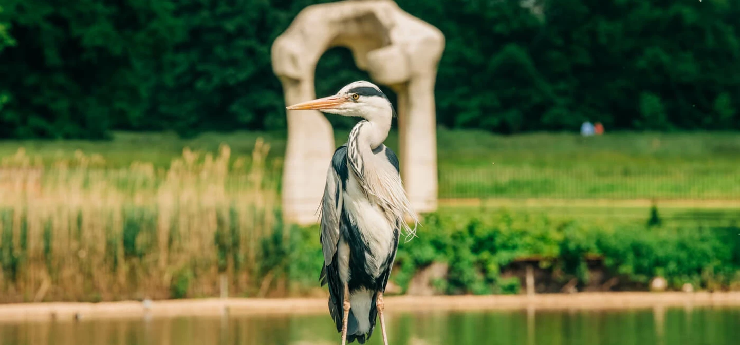 A heron on a perch in the Serpentine lake