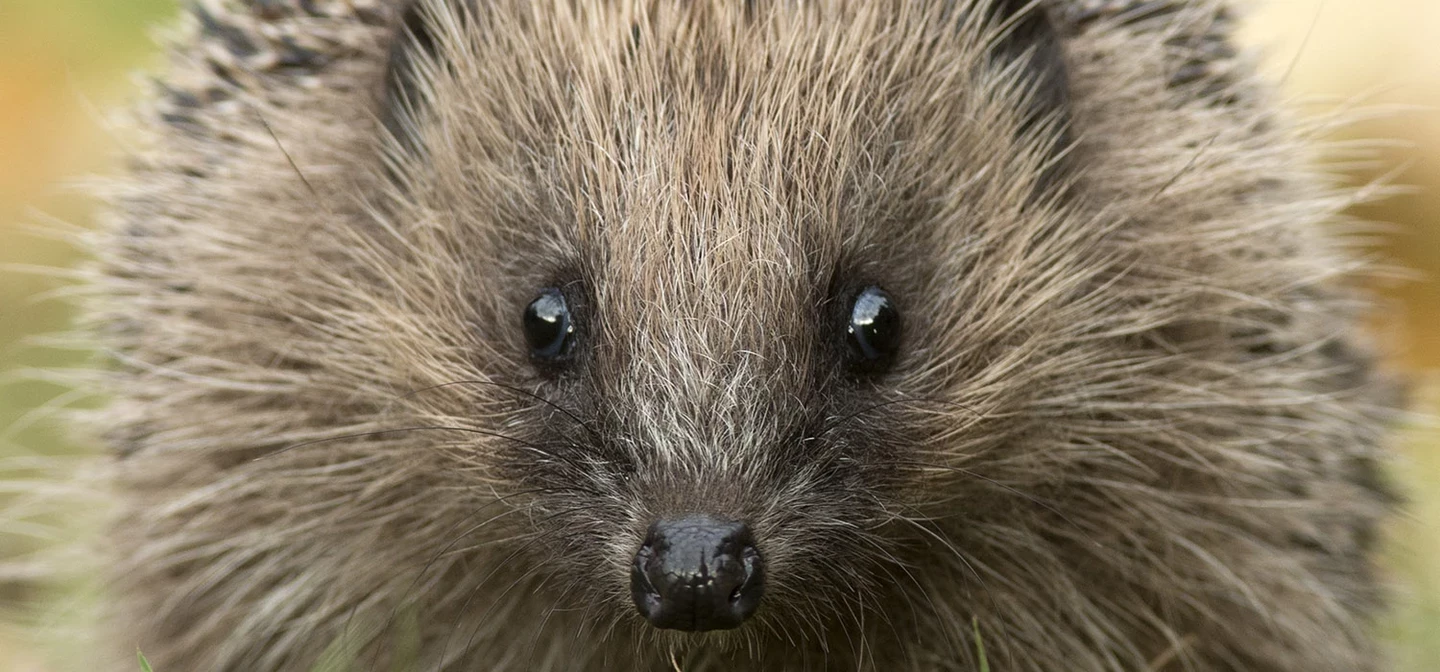 Hedgehog
