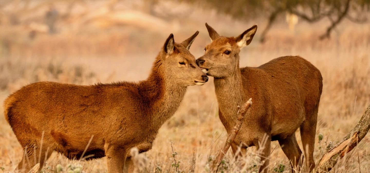 Two deer with their faces touching