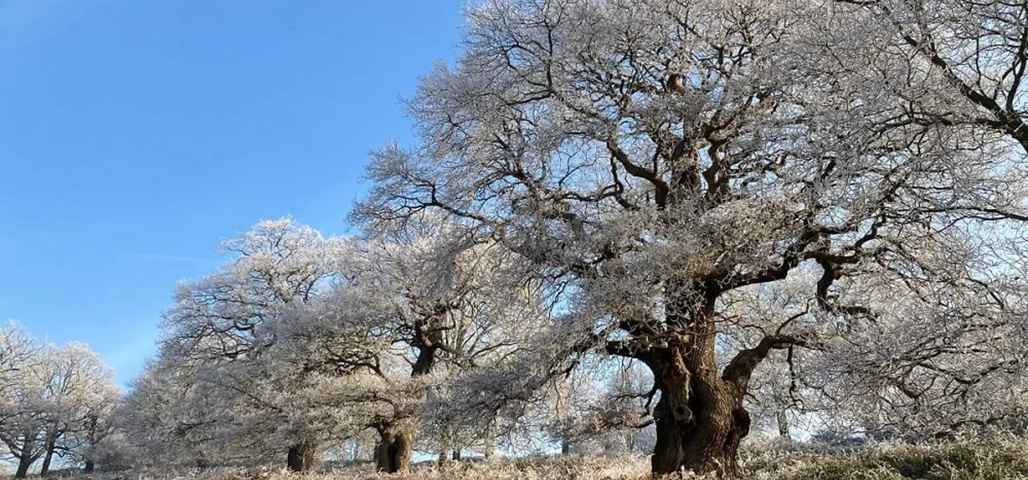 Frosty veteran oak trees in Richmond Park.